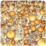 Псилоцибиновые (галлюциногенные) грибы в Нягани Psilocybin "Golden Teacher" Псилоцибиновые (галлюциногенные) грибы в Нягани Psilocybin "Golden Teacher"