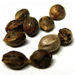 Семена марихуаны АК-47  (Seeds AK-47) в Нягани